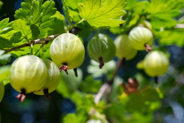 Close up green gooseberry fruit on a bush in the garden.