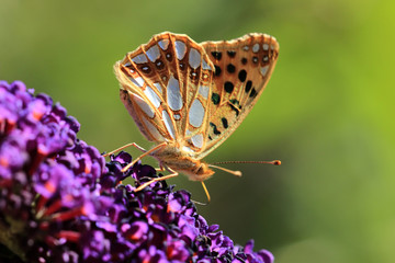 Kleiner Perlmuttfalter
