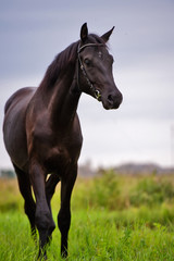 black colt walking  in field.  sportive russian Orlov-Rostopchin breed. cloudy evening