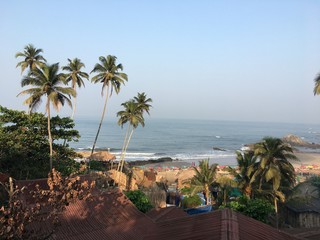palm trees on the beach