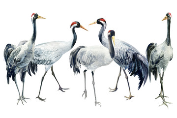 Flock of birds, beautiful gray cranes, isolated white background, watercolor illustration, composition