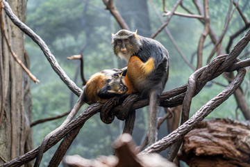 Sleeping in the trees. 
