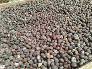 Robusta coffee beans in wooden containers are drying in the sun