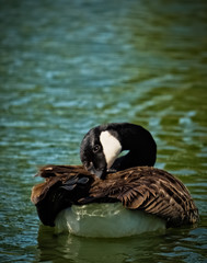 Canada Goose Preening in Pond
