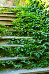 Stone steps street staircase overgrown with green ivy