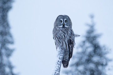 Beautiful large nocturnal raptor, Great Grey Owl, Strix nebulosa, sitting on a trunk in its habitat in snowy taiga forest in Finland, Northern Europe