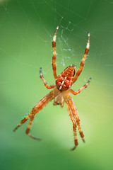 Kreuzspinne
