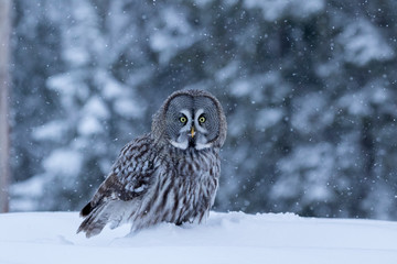 The great hunter and great bird of prey, Great grey owl (Strix nebulosa) standing in the snowfall on a dark and cold winter night in Finnish taiga forest
