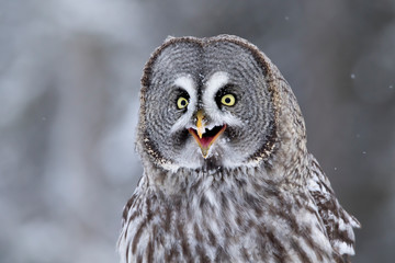 Happy owl. Great Grey Owl, Strix nebulosa in Finnish taiga forest