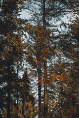 autumn in the forest