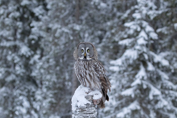 Beautiful large nocturnal raptor, Great Grey Owl, Strix nebulosa, sitting on a trunk in its habitat in snowy taiga forest in Finland, Northern Europe