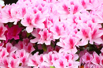 Pink Azalea flowers close up