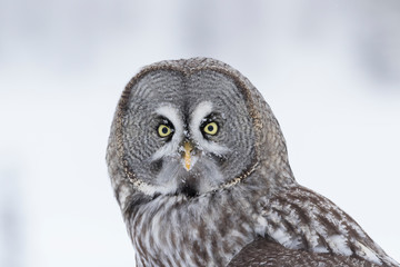 The great hunter of the taiga forest- great grey owl (Strix nebulosa) standing in the snow on a dark winter night	