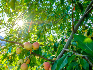 Ripe apples on a branch. Bright rays of the sun shine through the foliage of the apple tree. Eco-friendly harvesting concept. Summer ends. Delicious sweet organic fruit grown in the garden. 