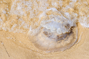 Dead large jellyfish on the sand of the sea beach on a summer day. Waves wash over the body of the jellyfish. A marine animal posing a danger to tourists having a rest at sea. High quality photo