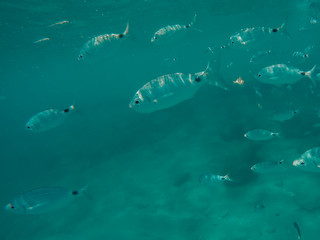 Fish under water in the ocean.