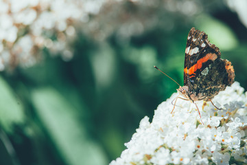 Beautiful atalanta butterfly(Vanessa atalanta) is eating nectar on a white butterfly bush, nature photo, dutch wildlife, insect photo. Macro photography, close-up, insect, Red admiral butterfly
