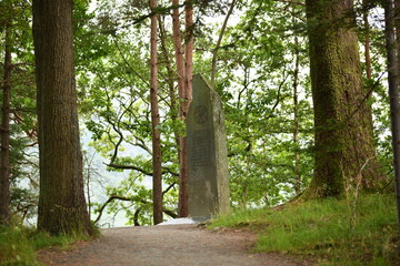 trees in the forest