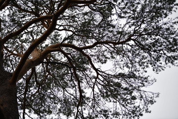 branches of tree