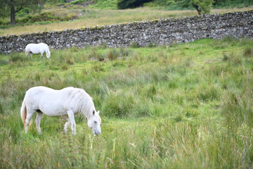 white horse in field
