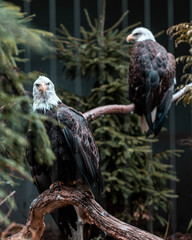 bird of prey