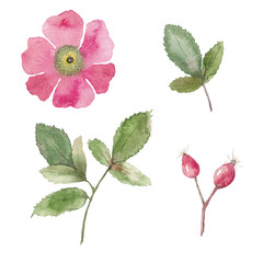 Paint set of hand-drawn watercolor rose hip flowers on a white background. Use for menus, invitations, wedding