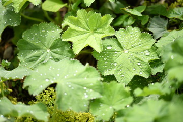 dew on a leaf