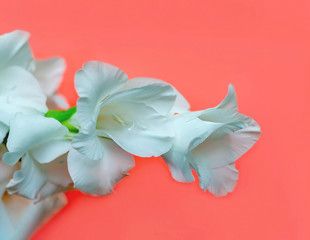 white gladiolus flower on background, minimal floral concept, simple modern, isolated flower