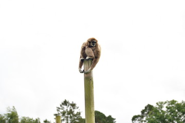 monkey on a stick