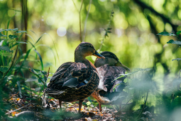 A group of wild ducks hide under a tree on the side of the water from the hot sun. It was a beautiful sunny summer morning, Dutch wildlife, animals from the city park,