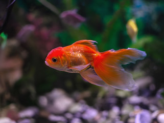 Goldfish in an aquarium with green plants,