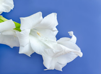 white gladiolus flower on background, minimal floral concept, simple modern, isolated flower