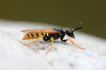 Bienenwolf
