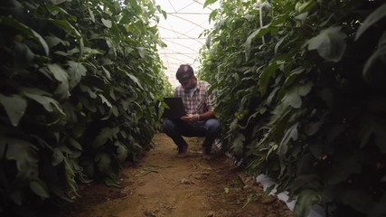 A farmer or a food engineer working with a computer in an organic greenhouse. Digital technology connected with an organic food growth.