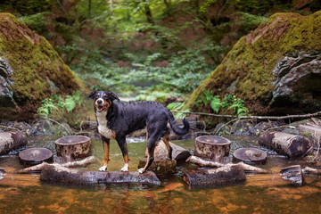 dog outdoor portrait standing in river