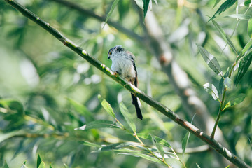Sweet little bird sits on a twig in the bushes