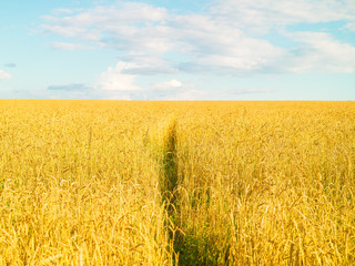 Fototapeta premium Yellow cereal field on a summer day, sunlight, natural background