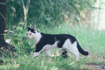 Black and white house cat is walking in the park, it is hunting for its prey somewhere in the city park.