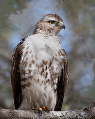 Portrait of a Red-tailed hawk