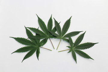 cannabis leaf background weed medicine alternative
