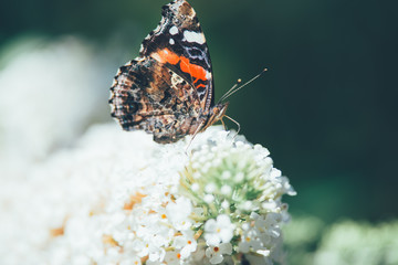 Beautiful atalanta butterfly(Vanessa atalanta) is eating nectar on a white butterfly bush, nature photo, dutch wildlife, insect photo. Macro photography, close-up, insect, Red admiral butterfly