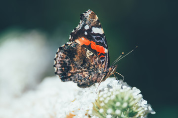 Beautiful atalanta butterfly(Vanessa atalanta) is eating nectar on a white butterfly bush, nature photo, dutch wildlife, insect photo. Macro photography, close-up, insect, Red admiral butterfly