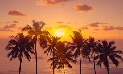 Naklejka na ściany i meble Beautiful tropical ocean sunset through palm trees. 