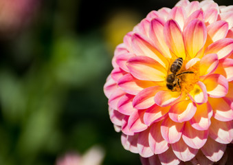 Pszczoła na różowo-białej dalii w ogrodzie