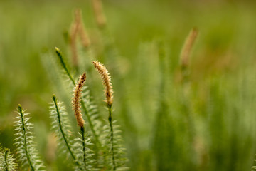 Abstract blurred background. Macrophotography of green moss. Place the text.