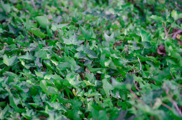green ivy forest floor