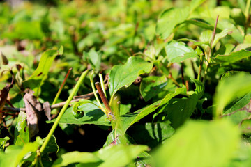 many green hedge's leafes macro close-up nature