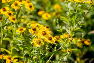 Kwitnąca w parku rudbekia grandiflora