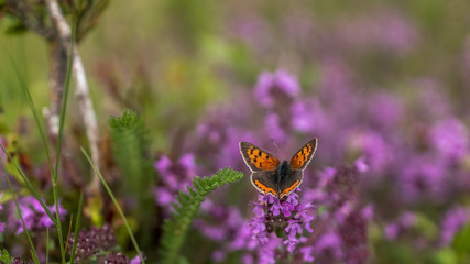 Heidschnuckenweg L&uuml;neburger Heide 