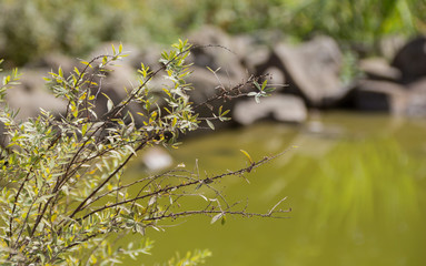 Krzak z drobnymi zielonymi liśćmi. Na drugim planie stojąca woda w stawie w parku.